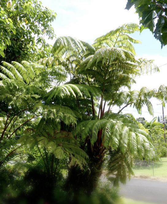 Photo of Hāpuʻu Cibotium spp. 